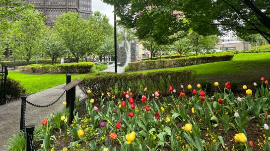 Things I love about Downtown, No. 7: Tunnel under the tulips? taken in Downtown (Weekly Features)